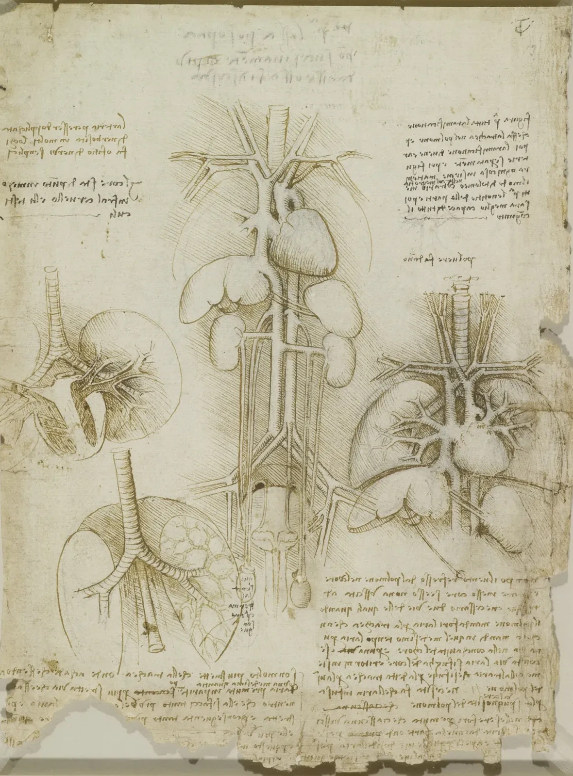 Studies of the Organs of the Abdomen and Chest, Leonardo da Vinci