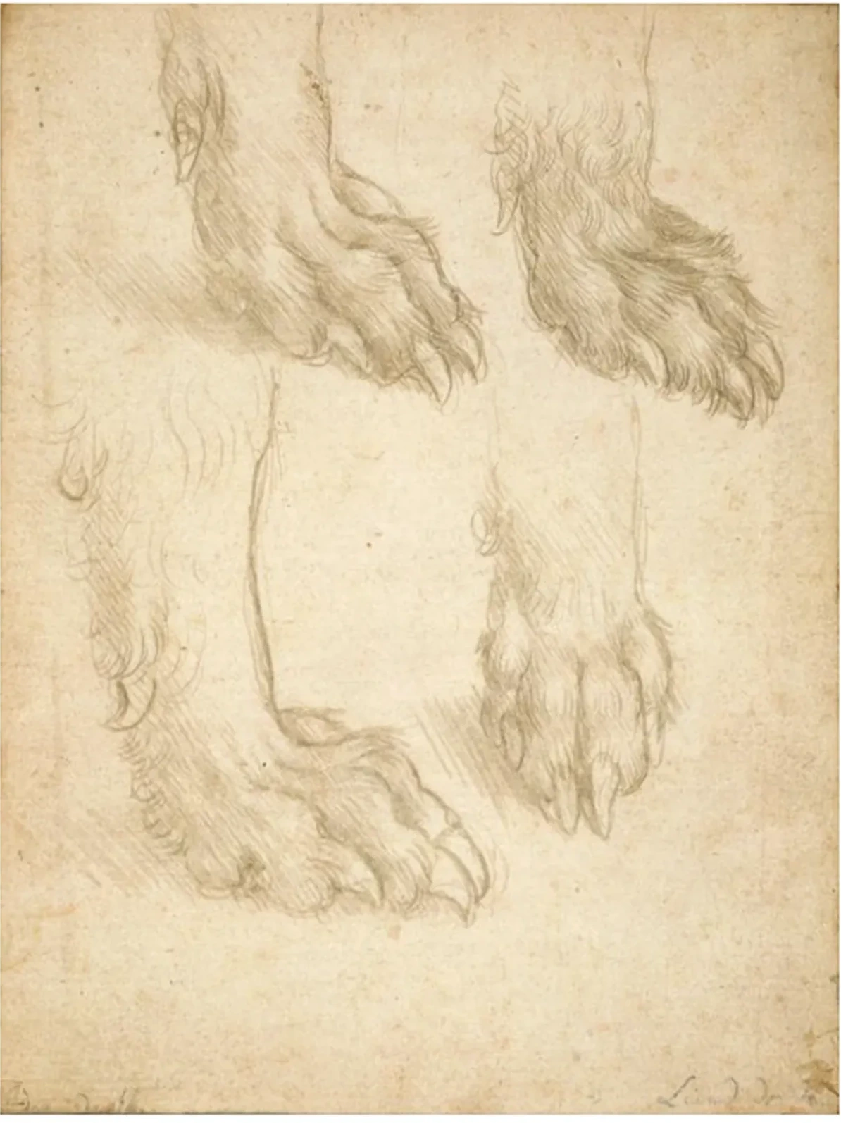 Studies of the Paw of a Dog or Wolf (recto), Leonardo da Vinci