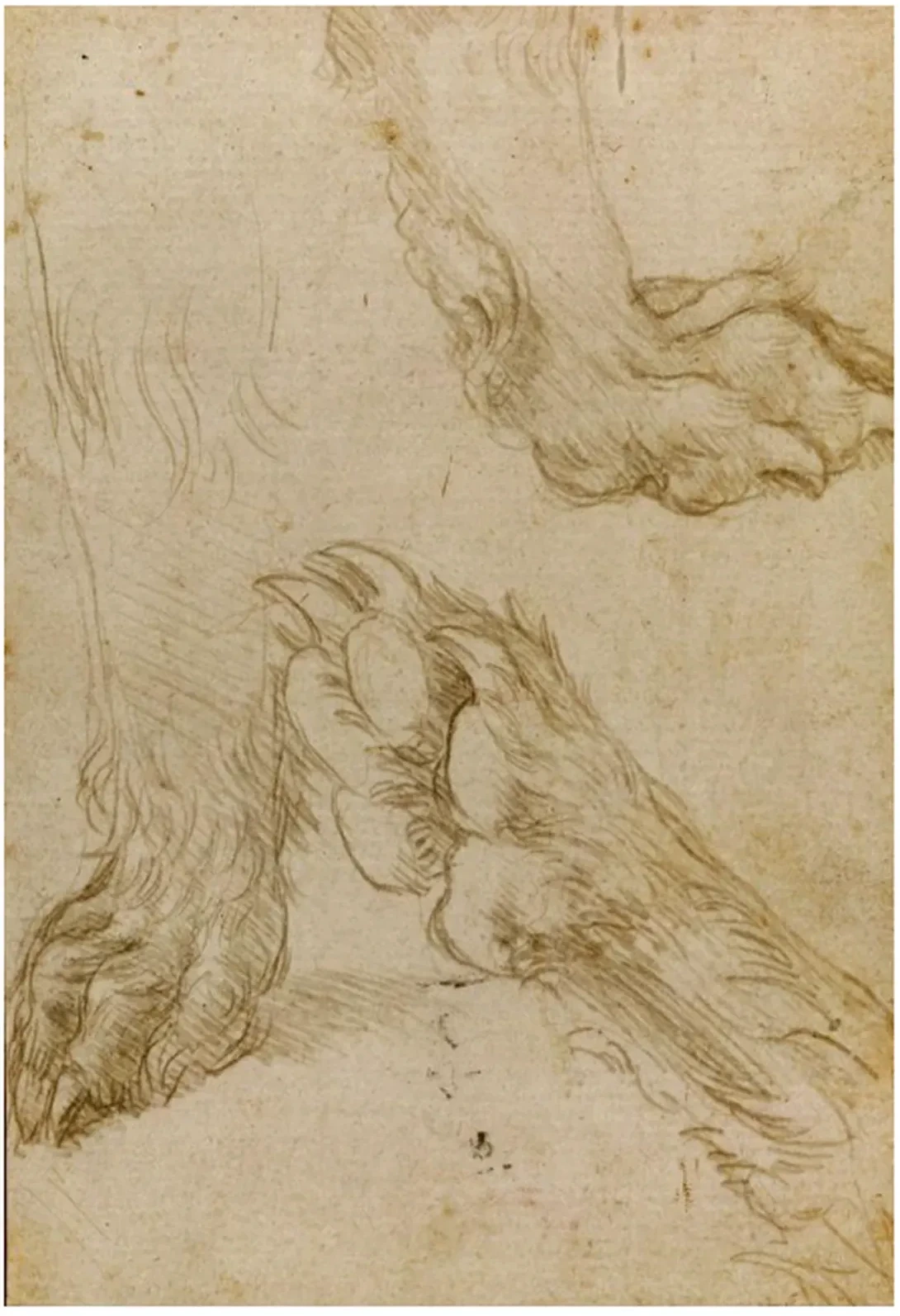 Études de la patte d'un chien ou d'un loup (verso), Léonard de Vinci