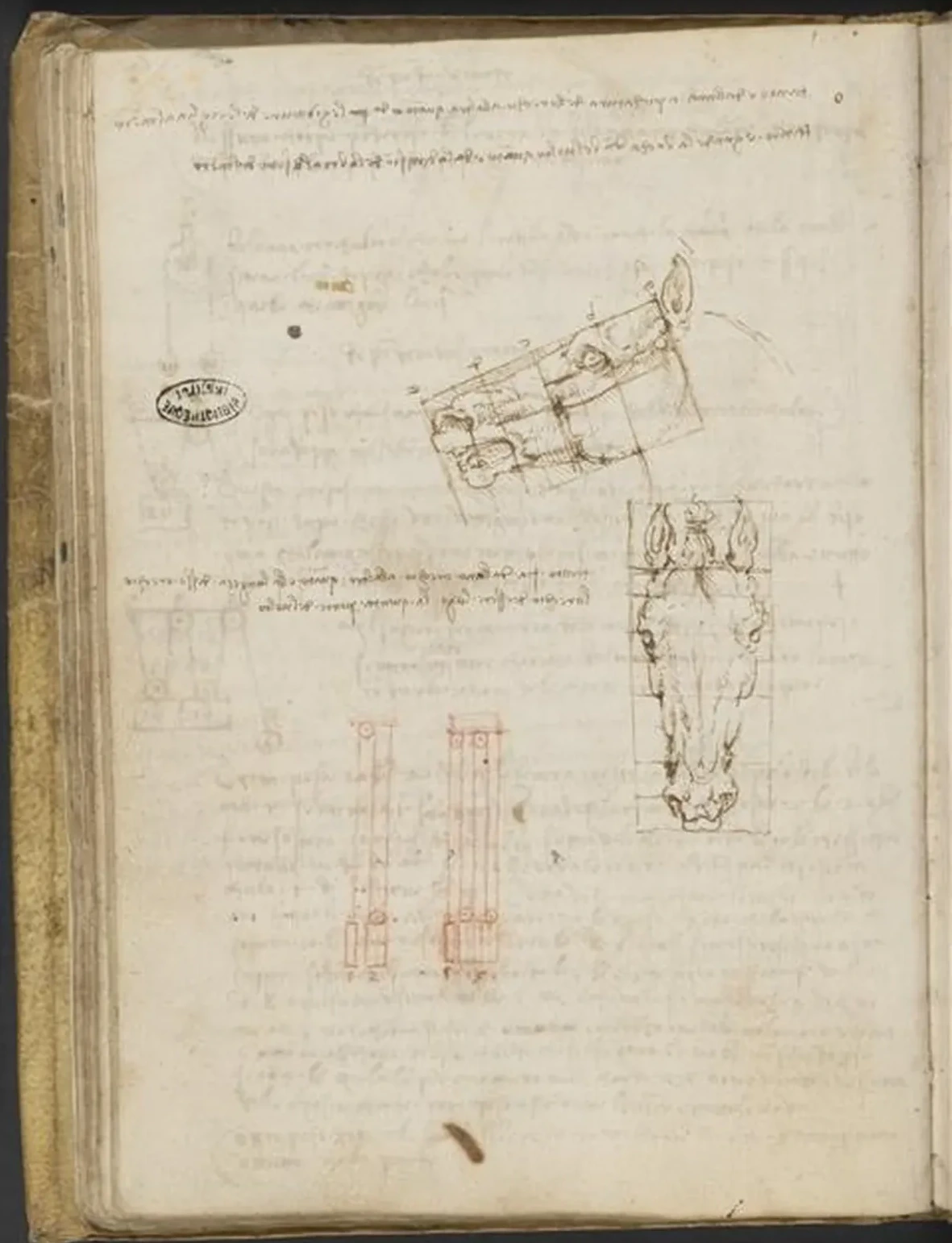 Études des proportions d'une tête de cheval, Léonard de Vinci
