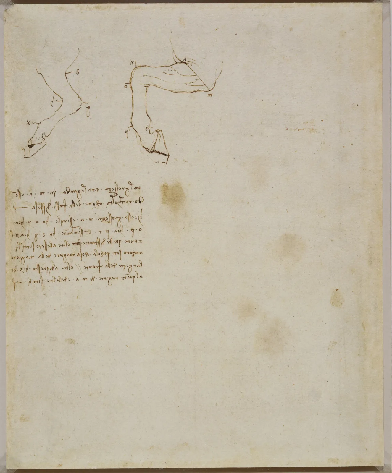 Studies of the Proportions of a Horse's Leg, Leonardo da Vinci