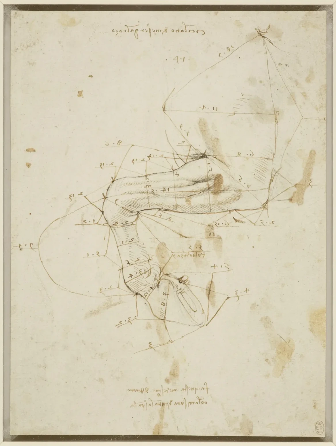 Studies of the Proportions of a Horse's Leg, Leonardo da Vinci