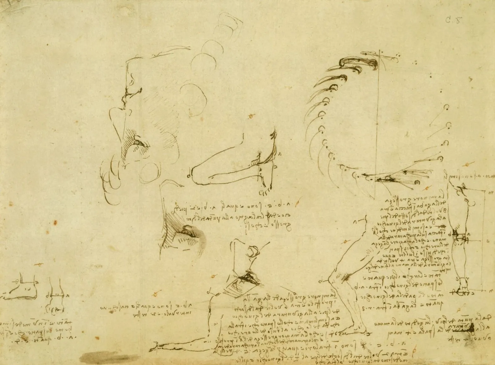 Studies of the Proportions of the Face, Leg and Arm, Leonardo da Vinci