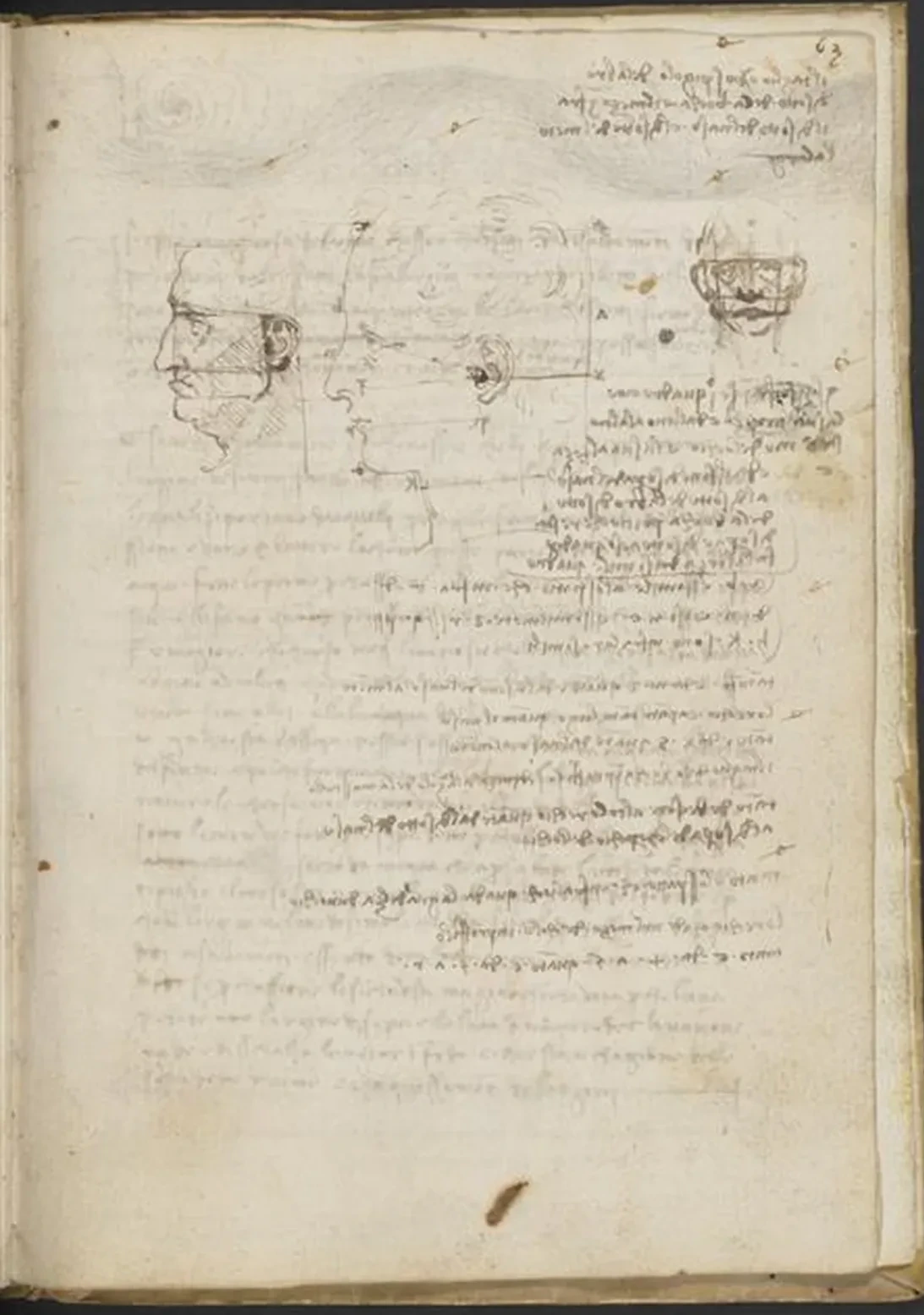 Études des proportions de la tête et du visage, Léonard de Vinci