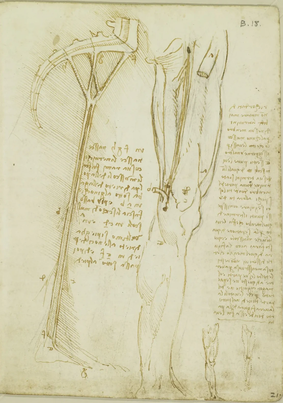 Studies of the Sciatic Nerve and the Femoral Nerve of the Upper Leg, Leonardo da Vinci