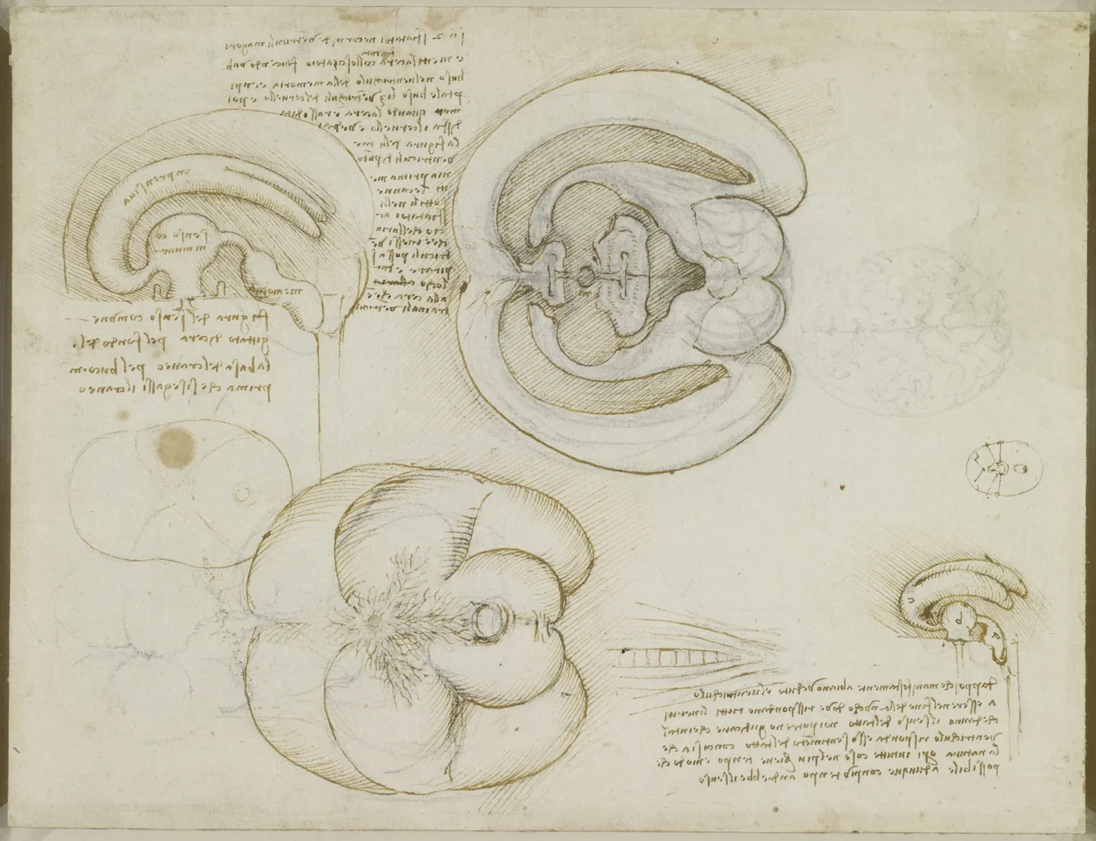 Études de la forme et de la taille des ventricules cérébraux, Léonard de Vinci