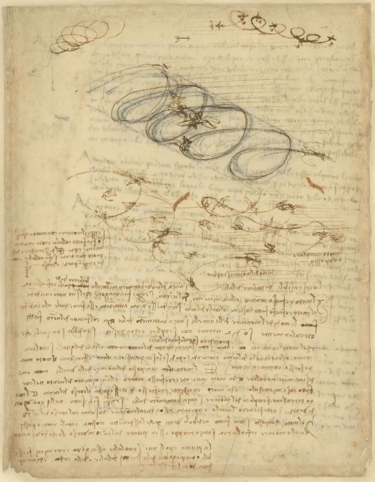 Studies of the Various Phases of Bird Flight, Leonardo da Vinci