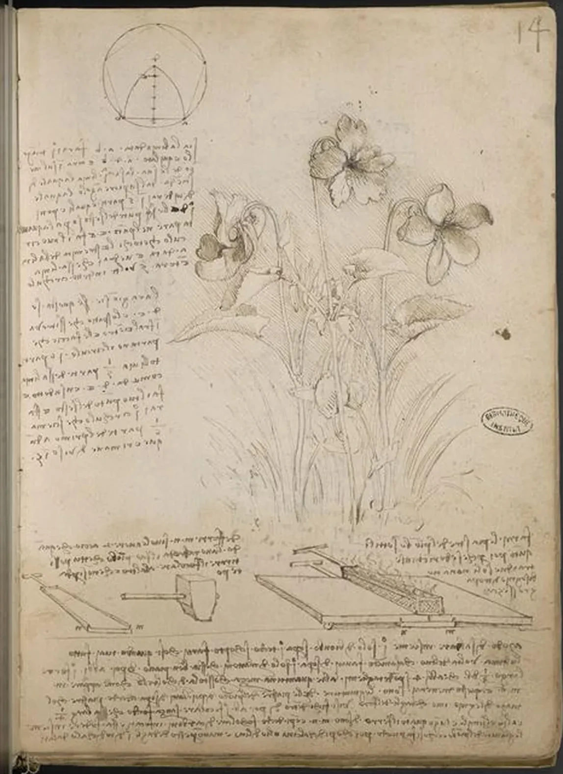 Studies of violets (Viola spec. and possibly Viola canima), Leonardo da Vinci