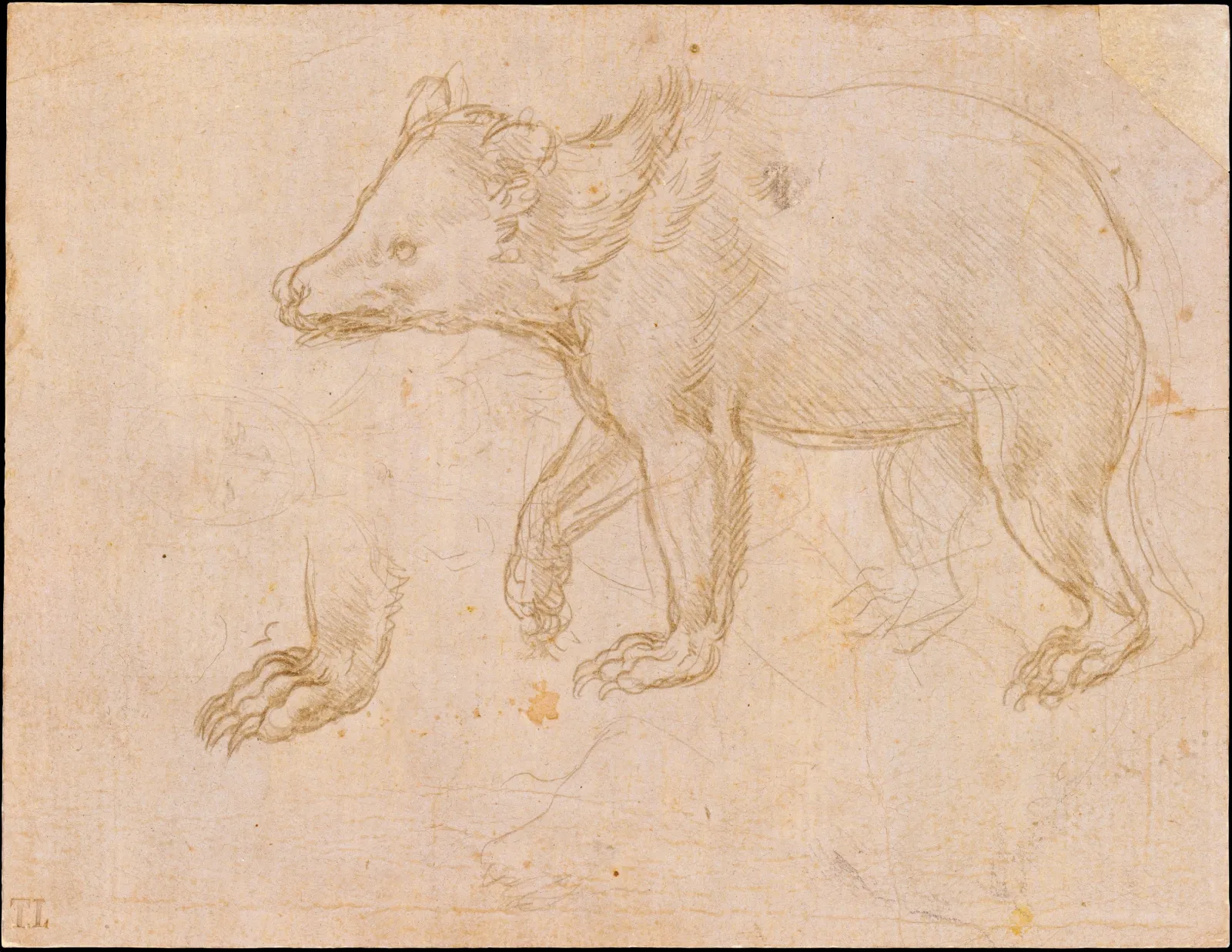 Study of a Bear, Leonardo da Vinci