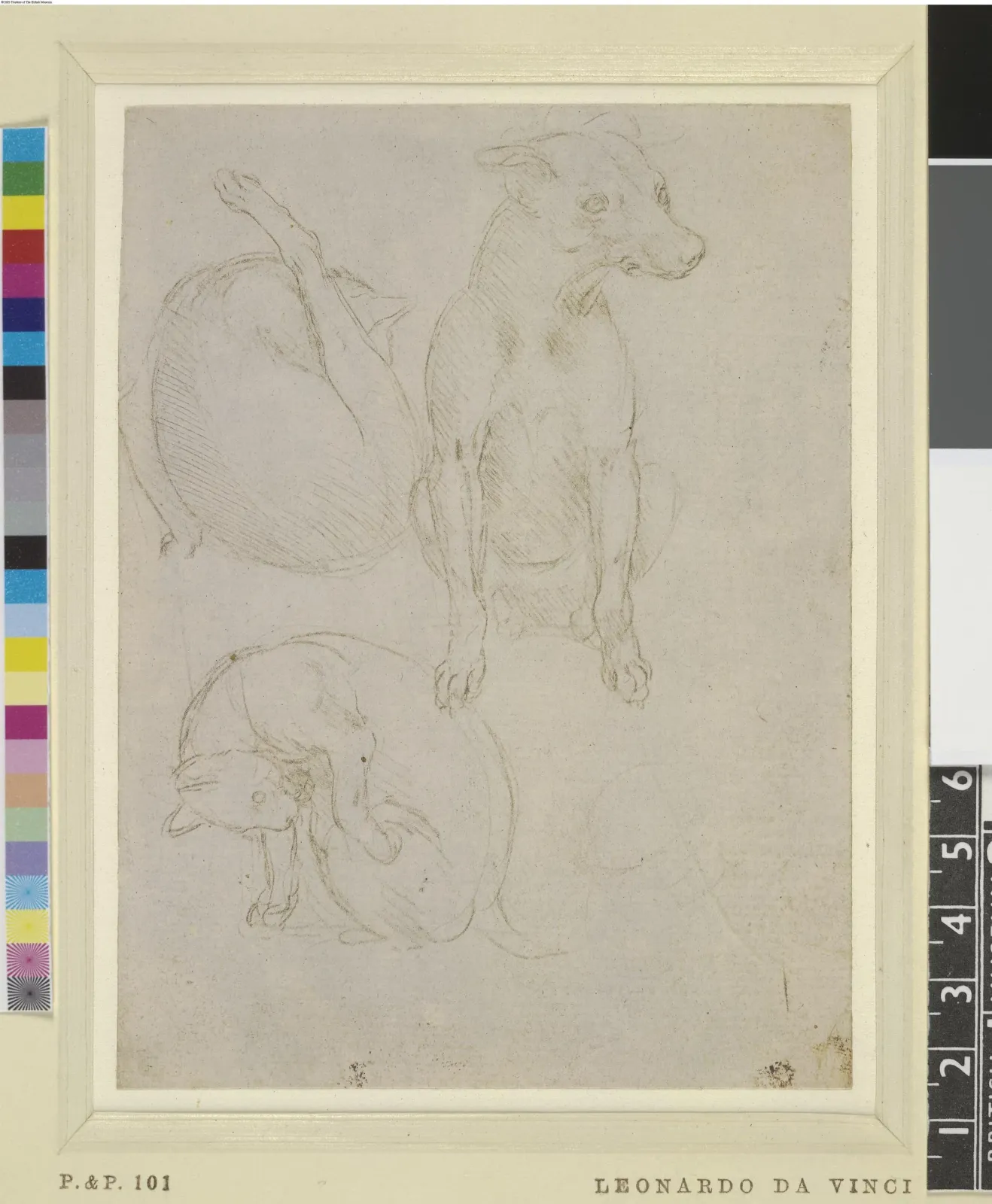 Study of a Dog and Cat, Leonardo da Vinci