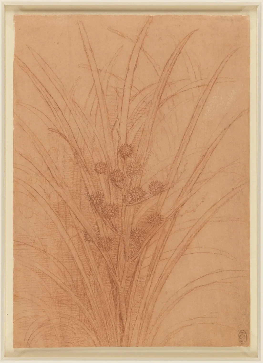 Étude d'un rubanier dressé fructifère (Sparganium erectum), Léonard de Vinci