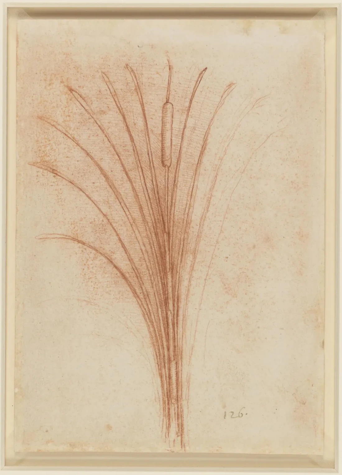 Study of a reed mace with seedhead (Typha latifolia), Leonardo da Vinci