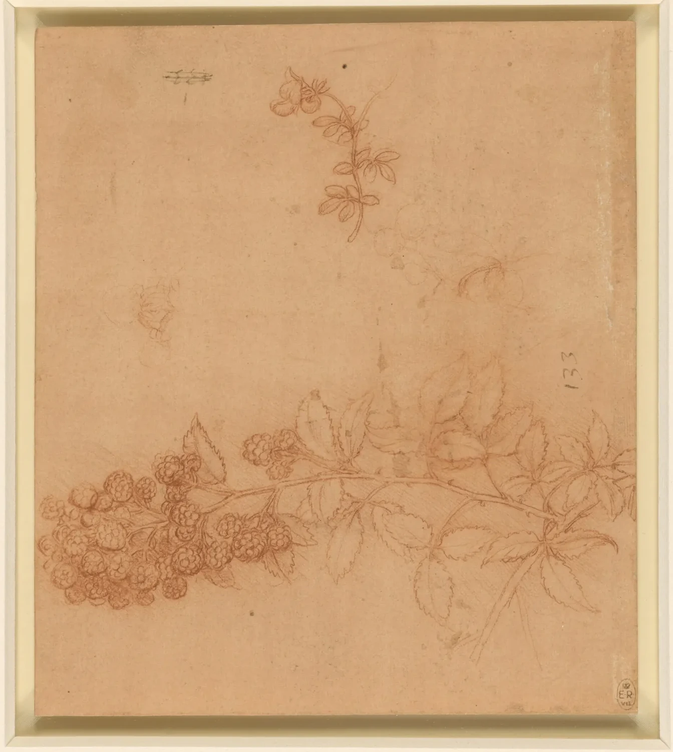 Étude d'un rameau de ronce (Rubus fruticosus), surmonté d'une tige de lotier (Lotus spec.), Léonard de Vinci