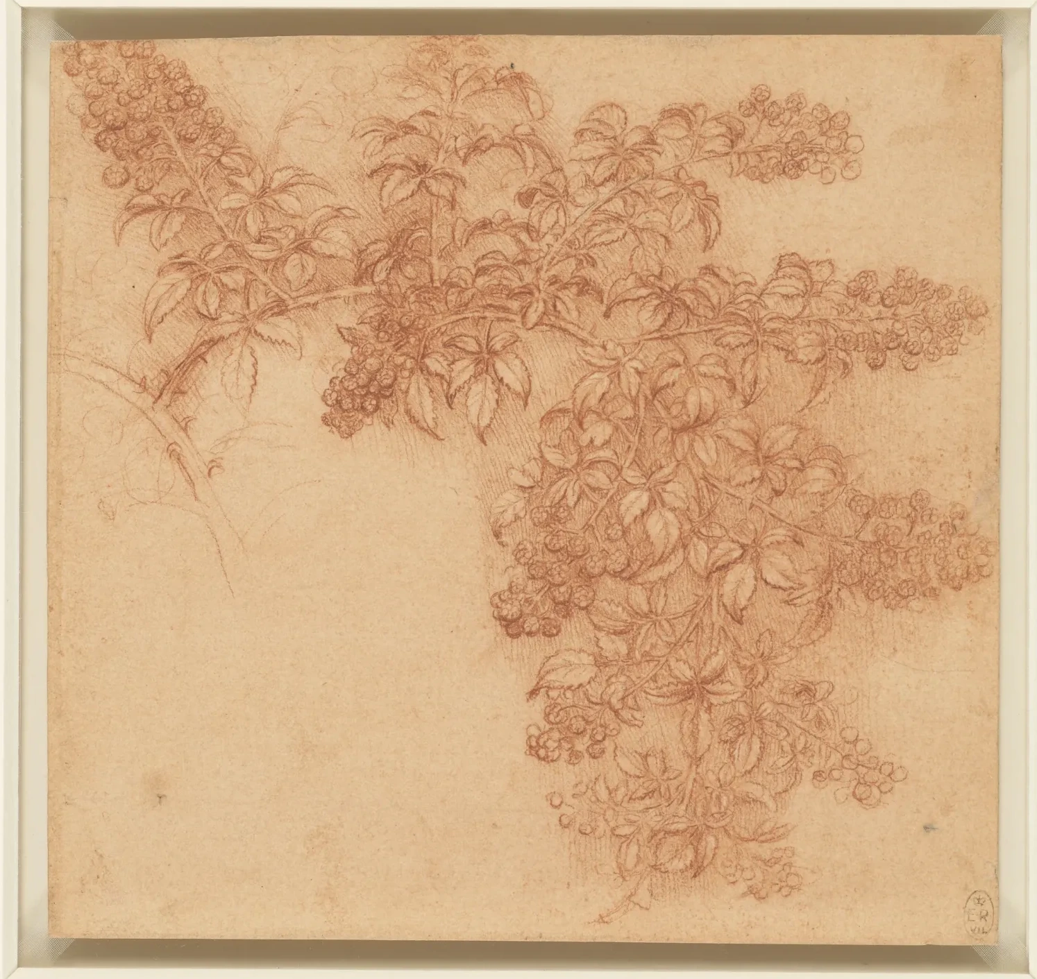 Étude d'un rameau de ronce (Rubus fruticosus), Léonard de Vinci