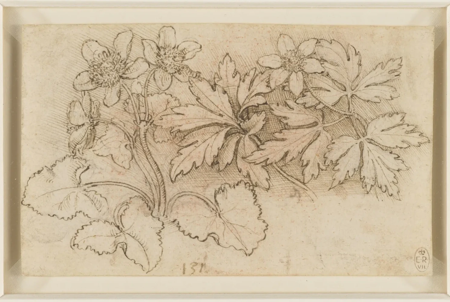 Étude de populage des marais (Caltha palustris) et d'anémone des bois (Anemone nemorosa), Léonard de Vinci