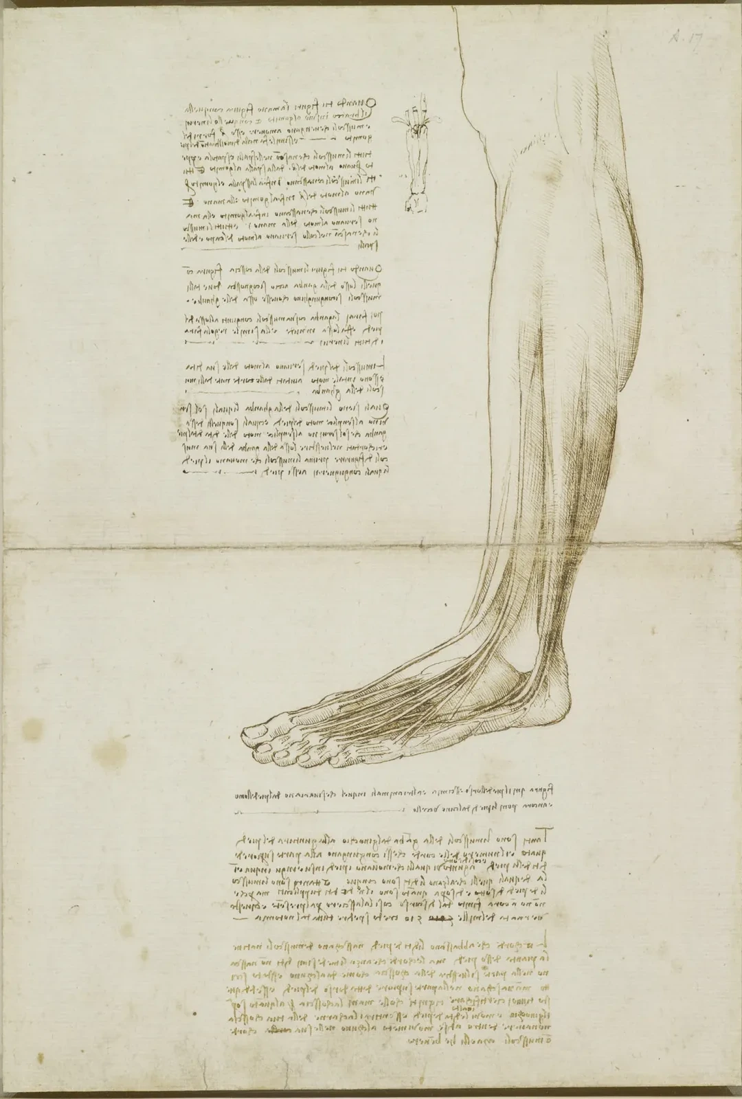 Study of the Anatomy of the Lower Leg and Foot Muscles, Leonardo da Vinci