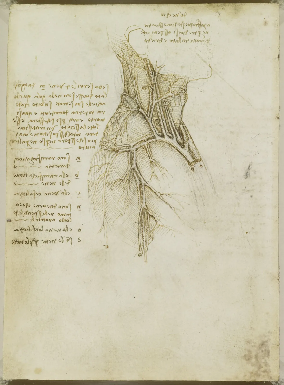 Study of the Arteries and Veins of the Head, Neck, Chest and Arm, Leonardo da Vinci