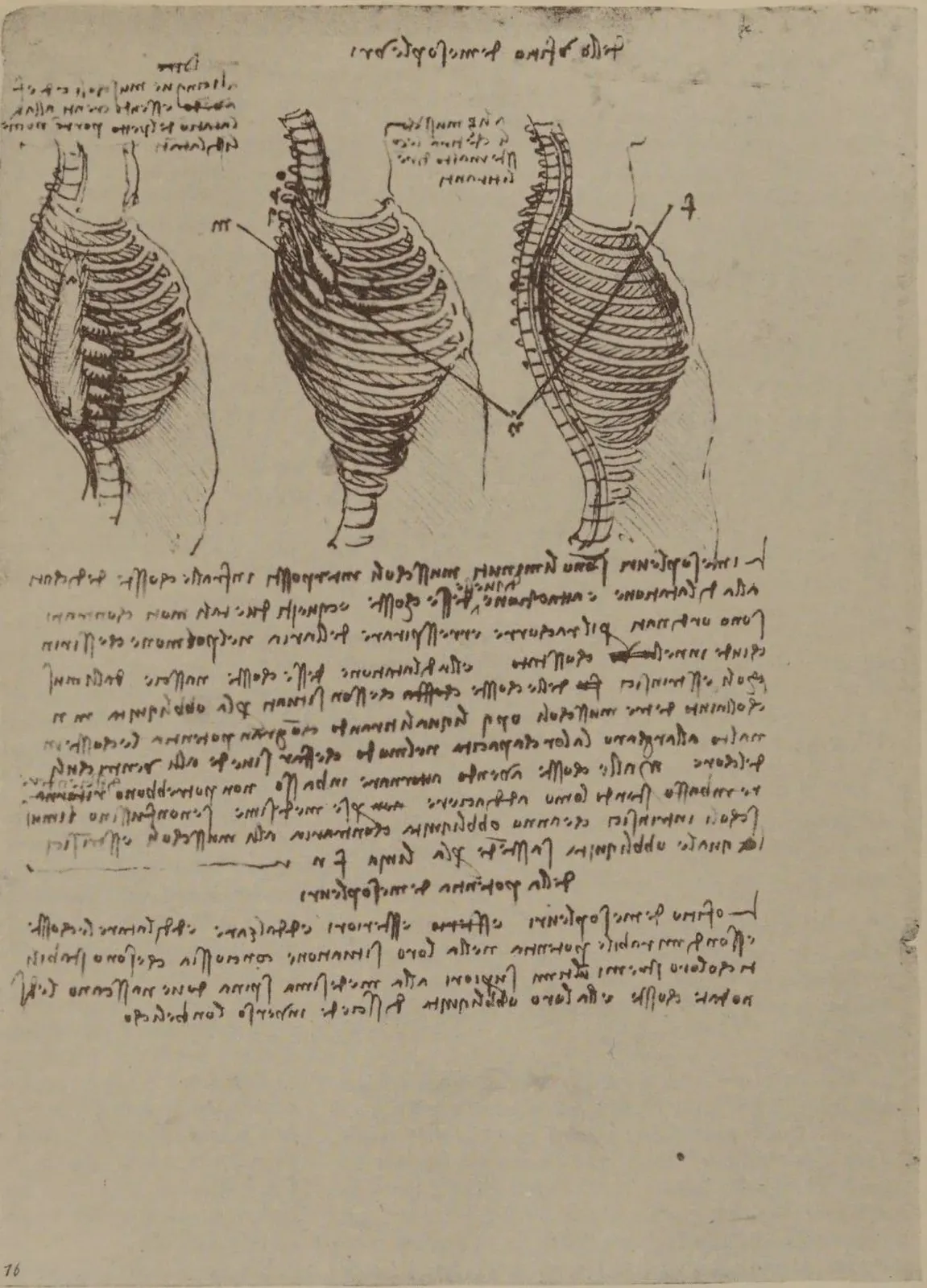 Study of the Intercostal Muscles and other Respiratory Muscles, Leonardo da Vinci