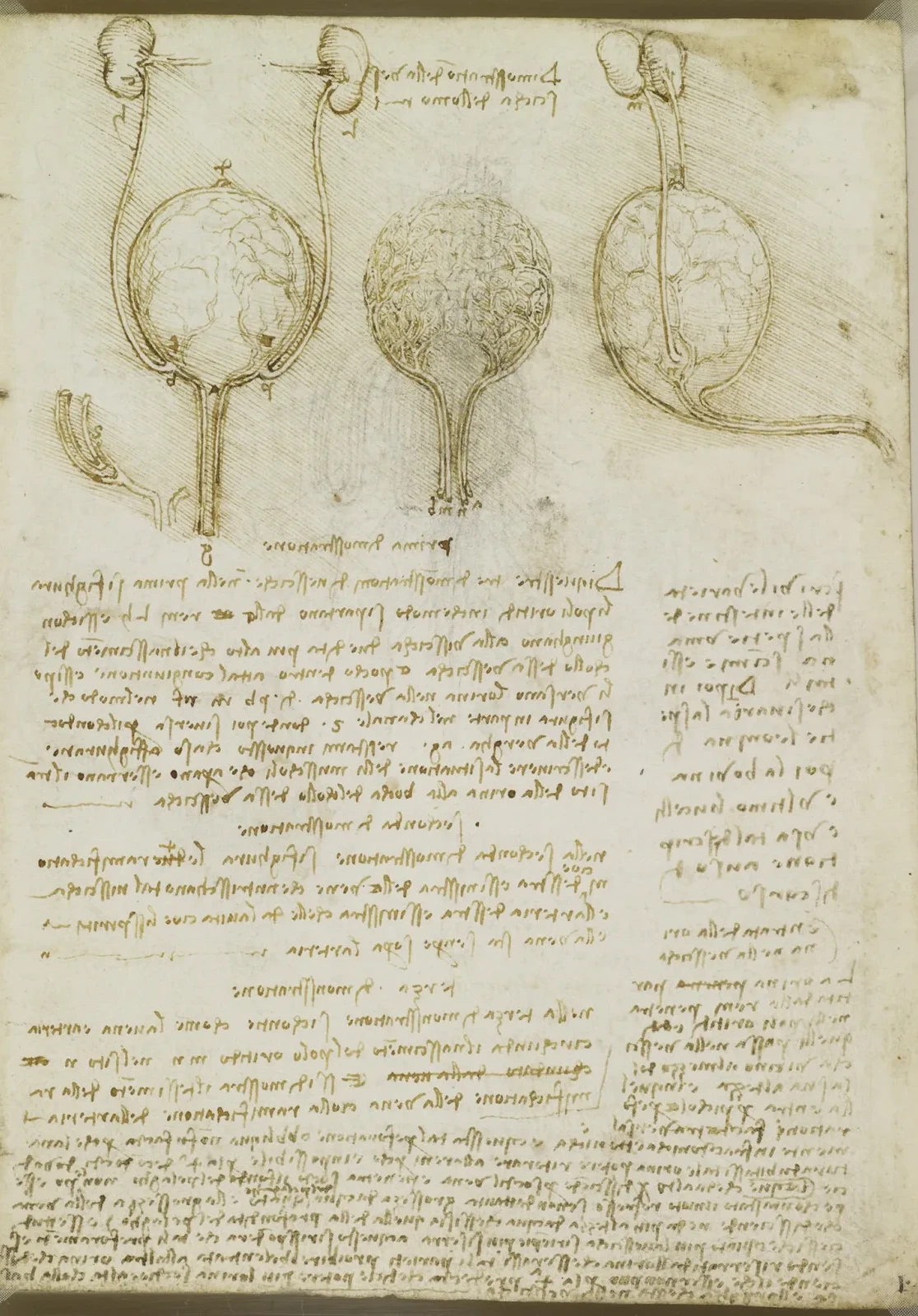 Étude de la vessie masculine avec l'uretère et les reins, Léonard de Vinci