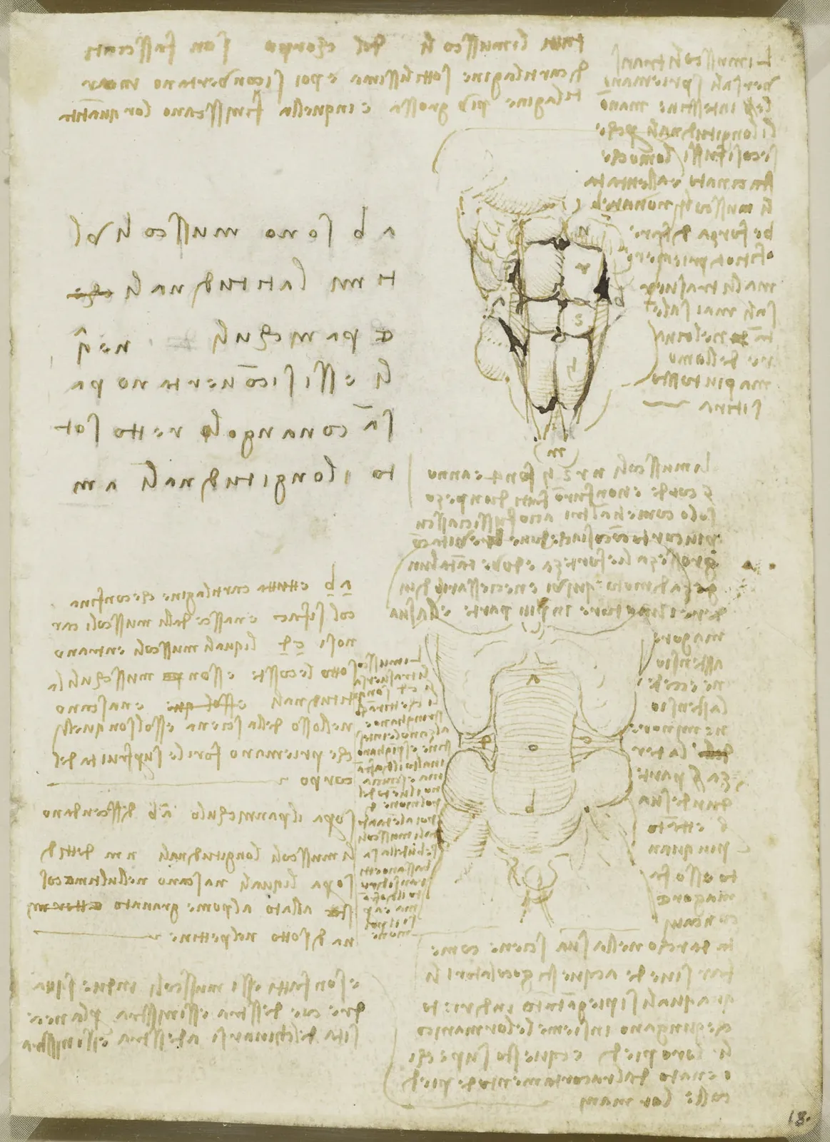 Étude des muscles de la paroi abdominale, Léonard de Vinci