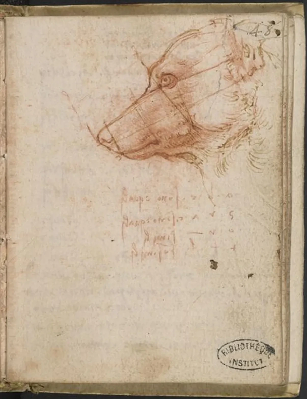 Étude des proportions d'une tête de chien, Léonard de Vinci