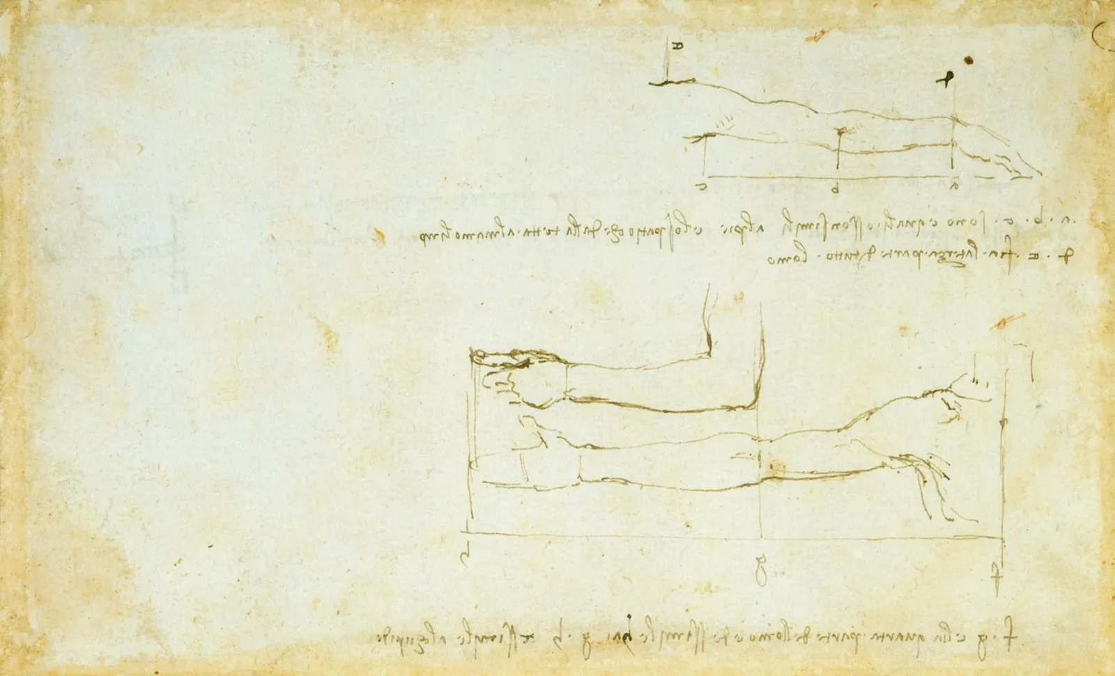 Study of the Proportions of the Length of the Arm, Leonardo da Vinci