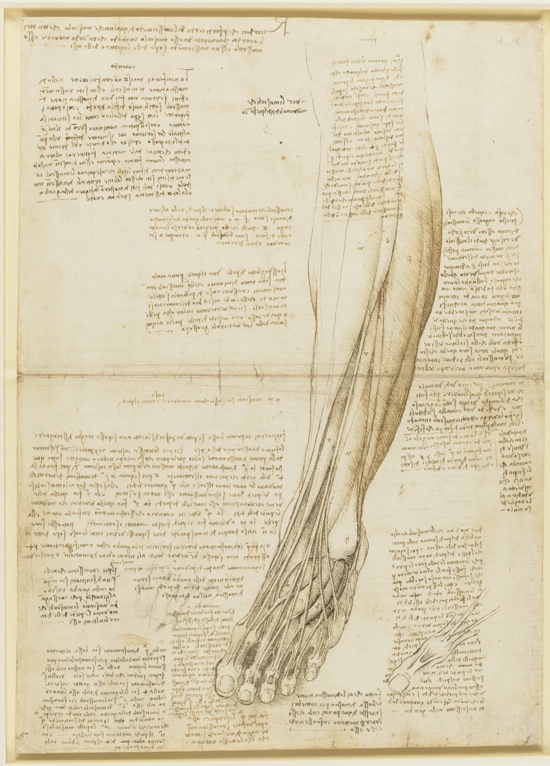 Study of the Superficial Anatomy of the Foot and Lower Leg, Leonardo da Vinci