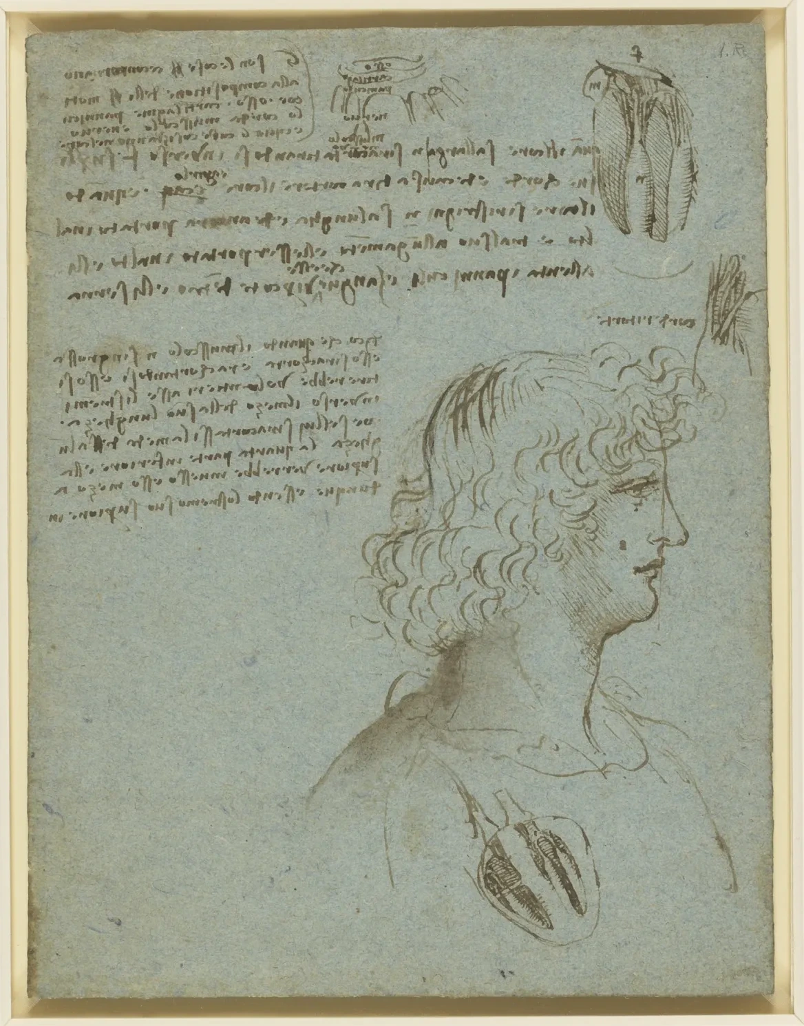 Étude des valves et des muscles du cœur, Léonard de Vinci