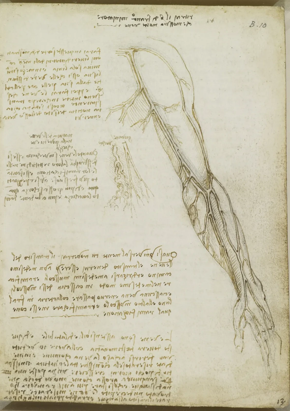 Study of the Veins of the Left Arm, Leonardo da Vinci
