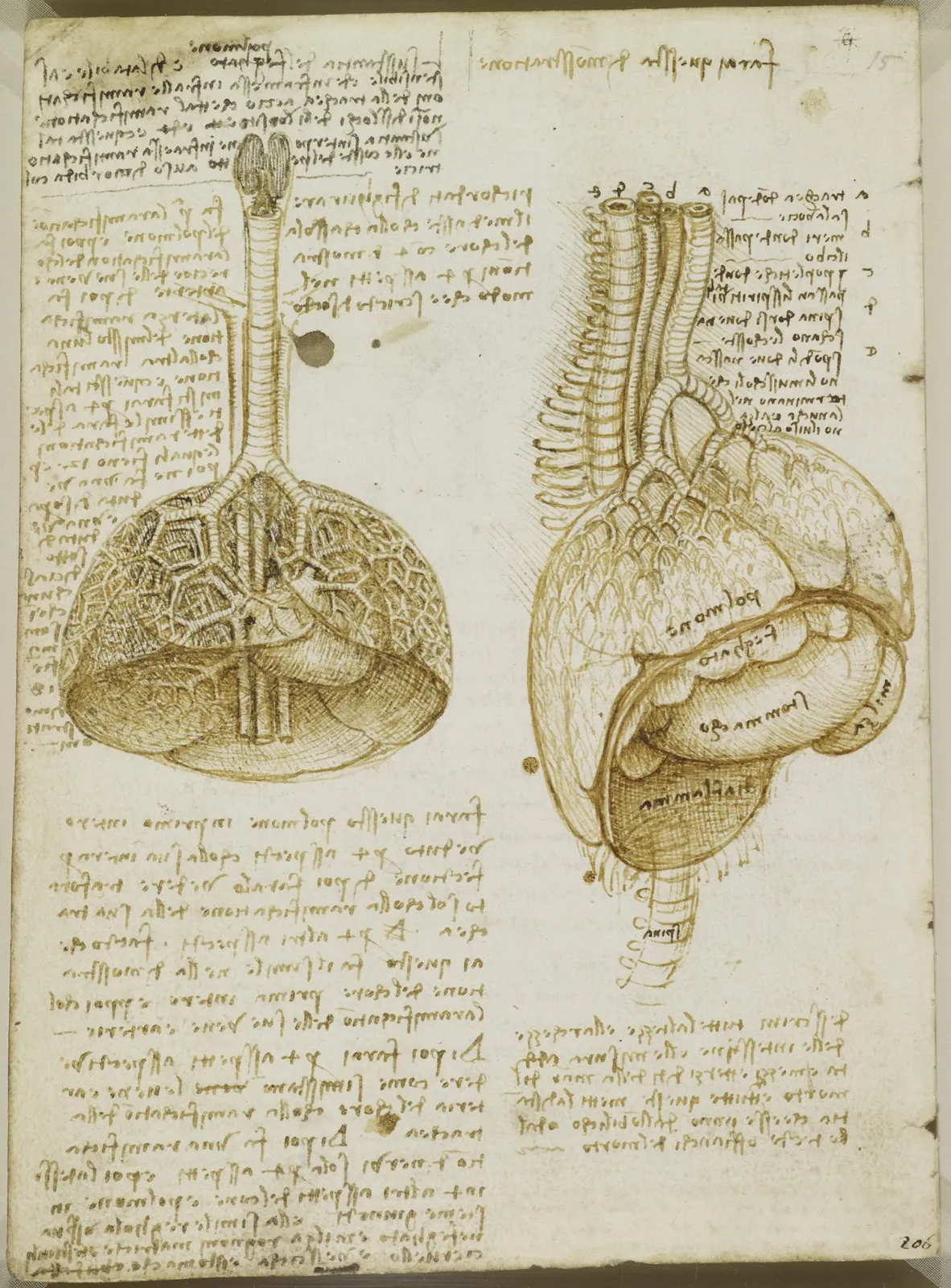 Les poumons, le cœur et les organes abdominaux d'un porc, Léonard de Vinci