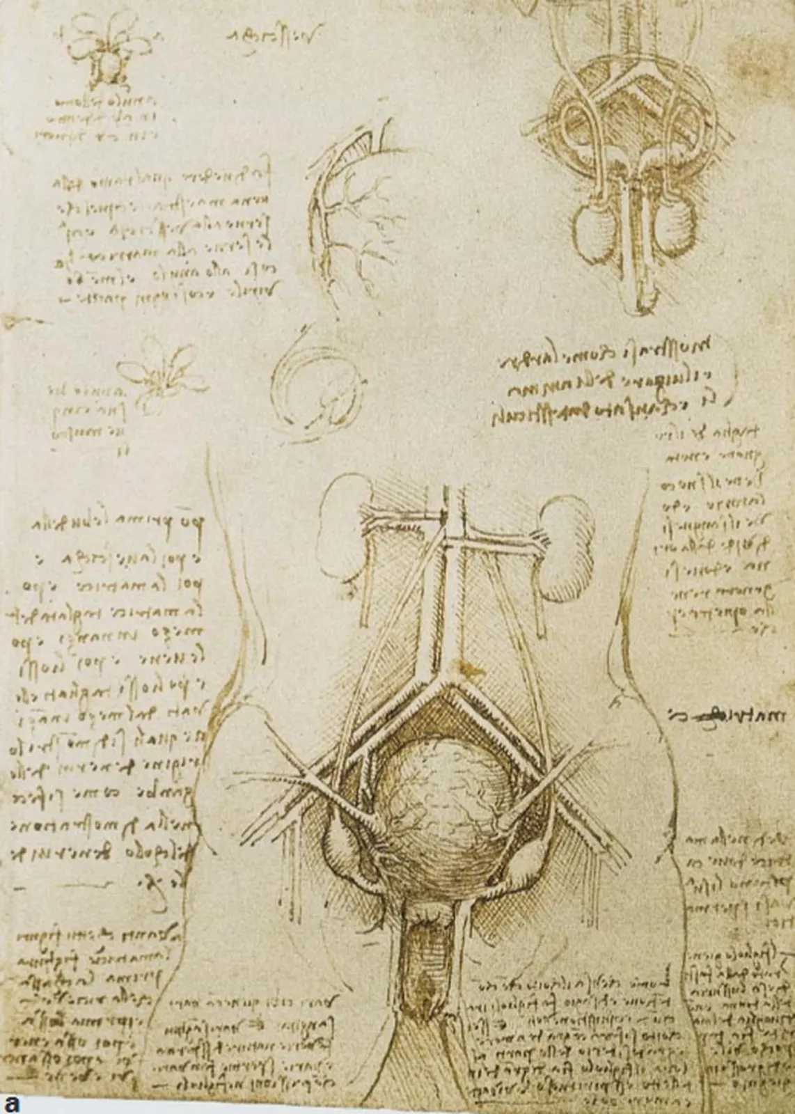 Les organes génitaux masculins, Léonard de Vinci