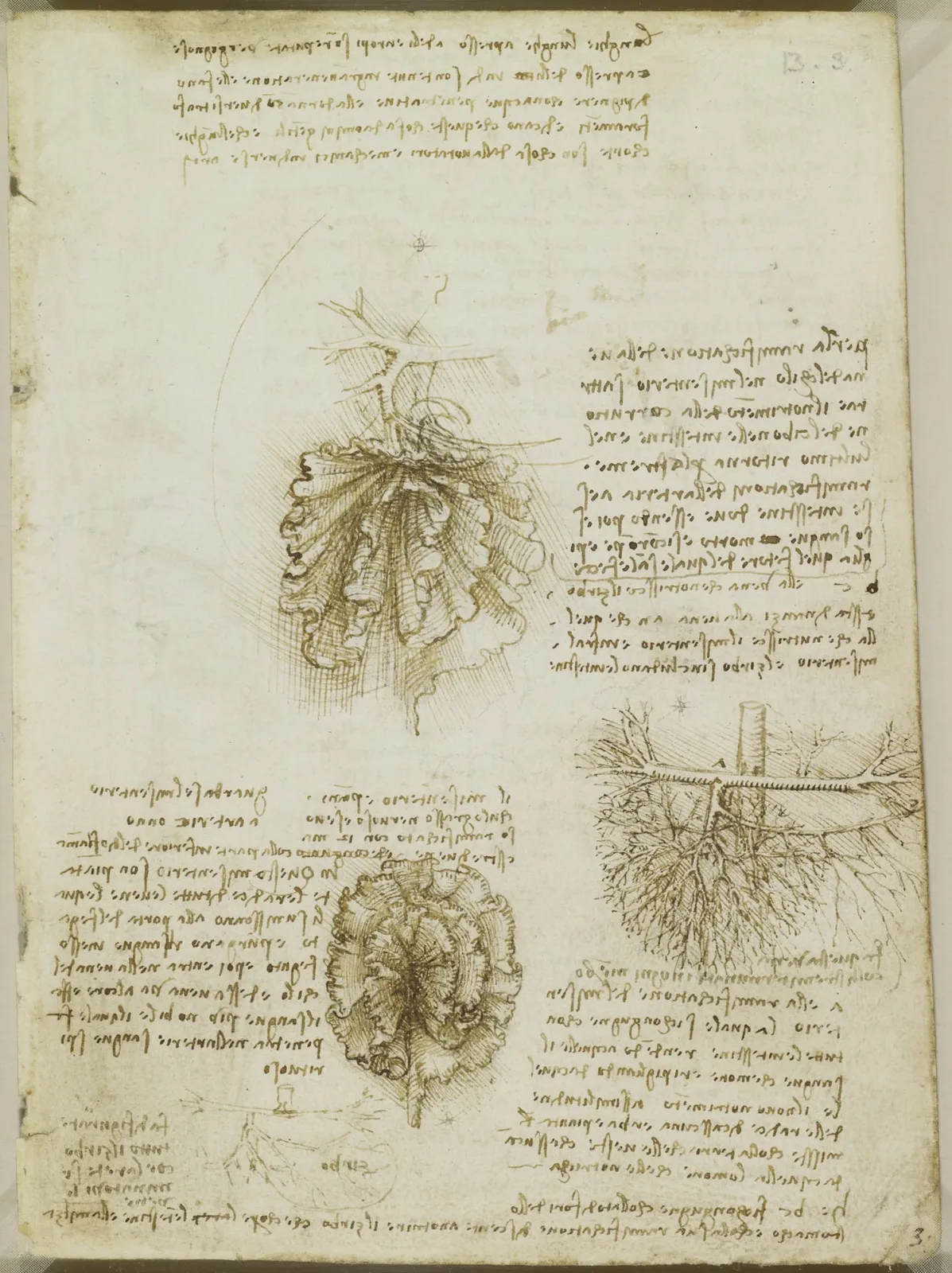 The Mesentery of the Bowel and its Blood Supply, Leonardo da Vinci