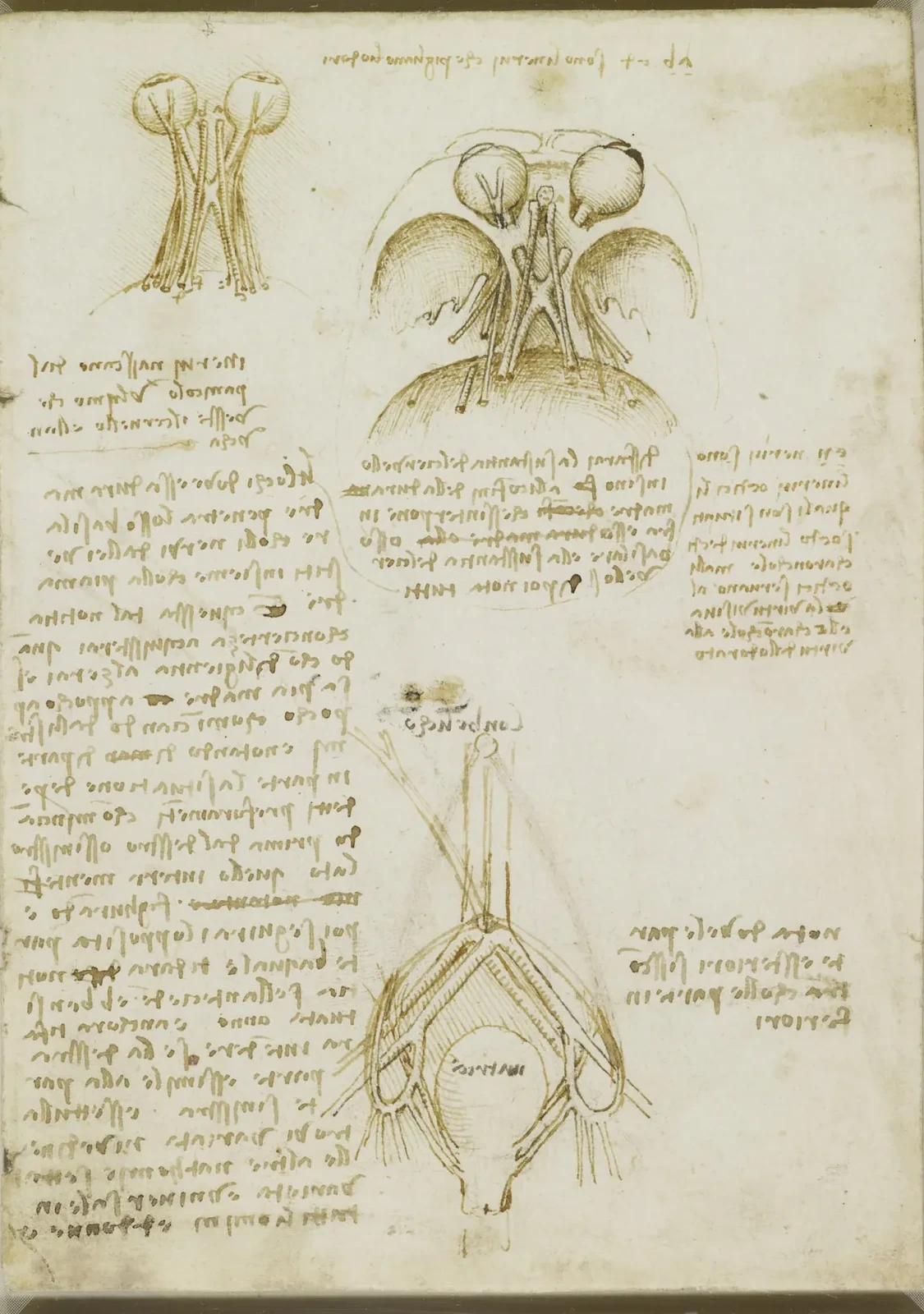 The Optic Chiasma and the Cranial Nerves, Leonardo da Vinci