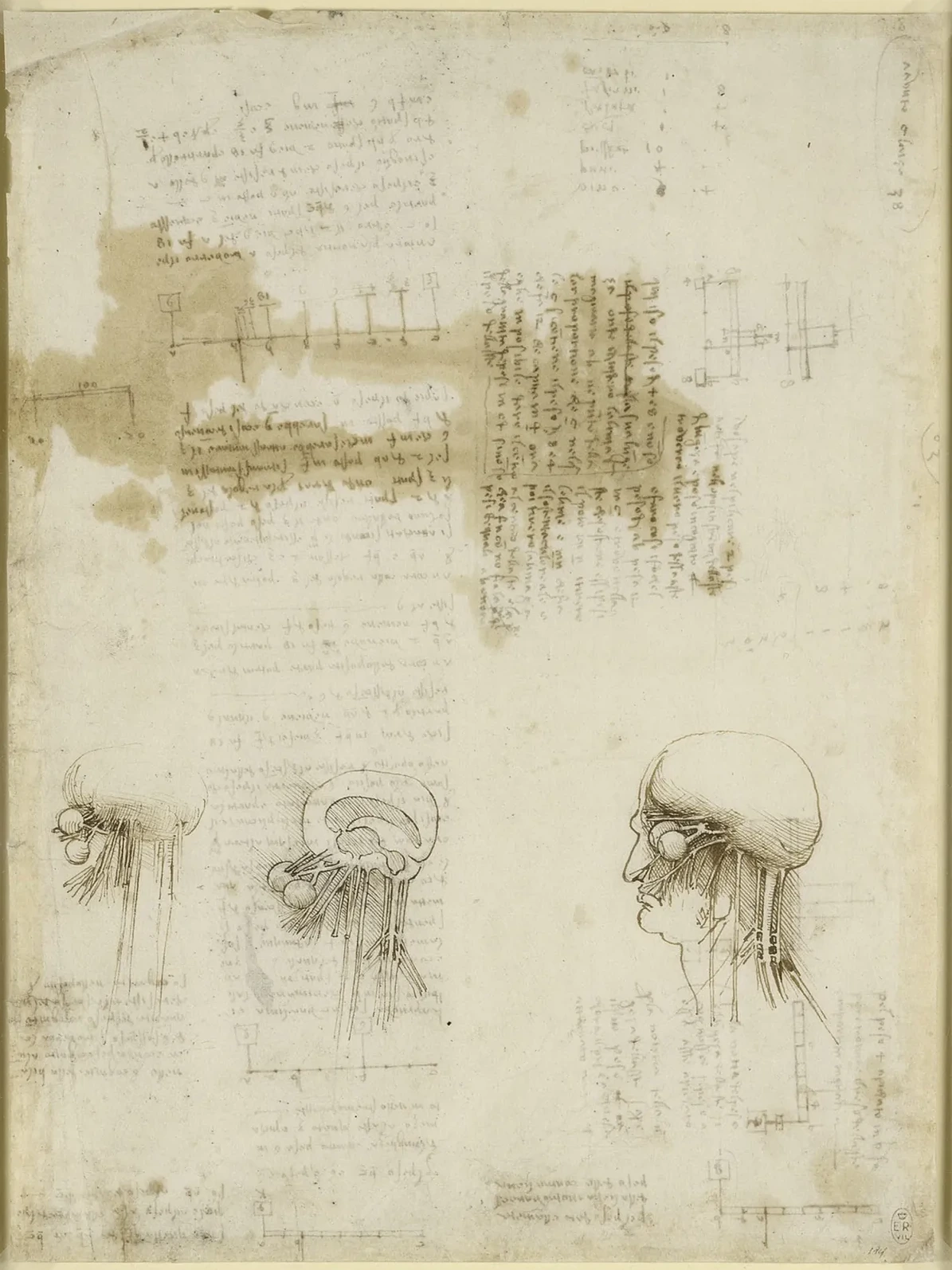 The Senso Comune and the Olfactory and Optic Nerves, Leonardo da Vinci