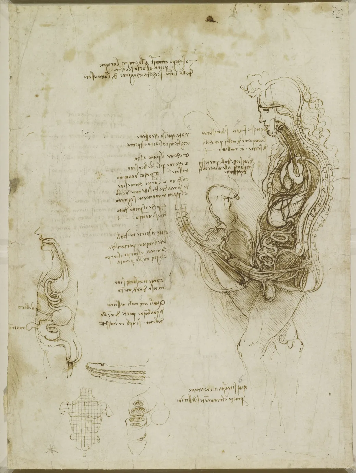 The Sexual Act in Vertical Section, Leonardo da Vinci