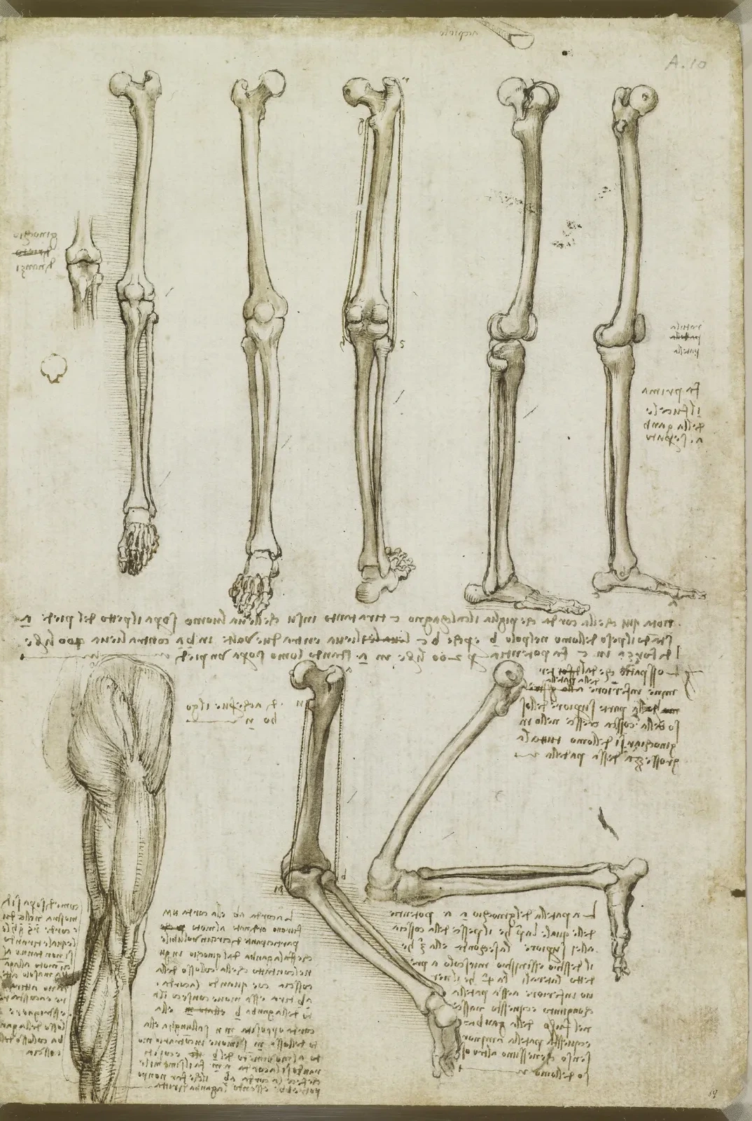 The Skeletal Structure of the Lower Limbs and the Movement of the Foot and Knee Joints, Leonardo da Vinci