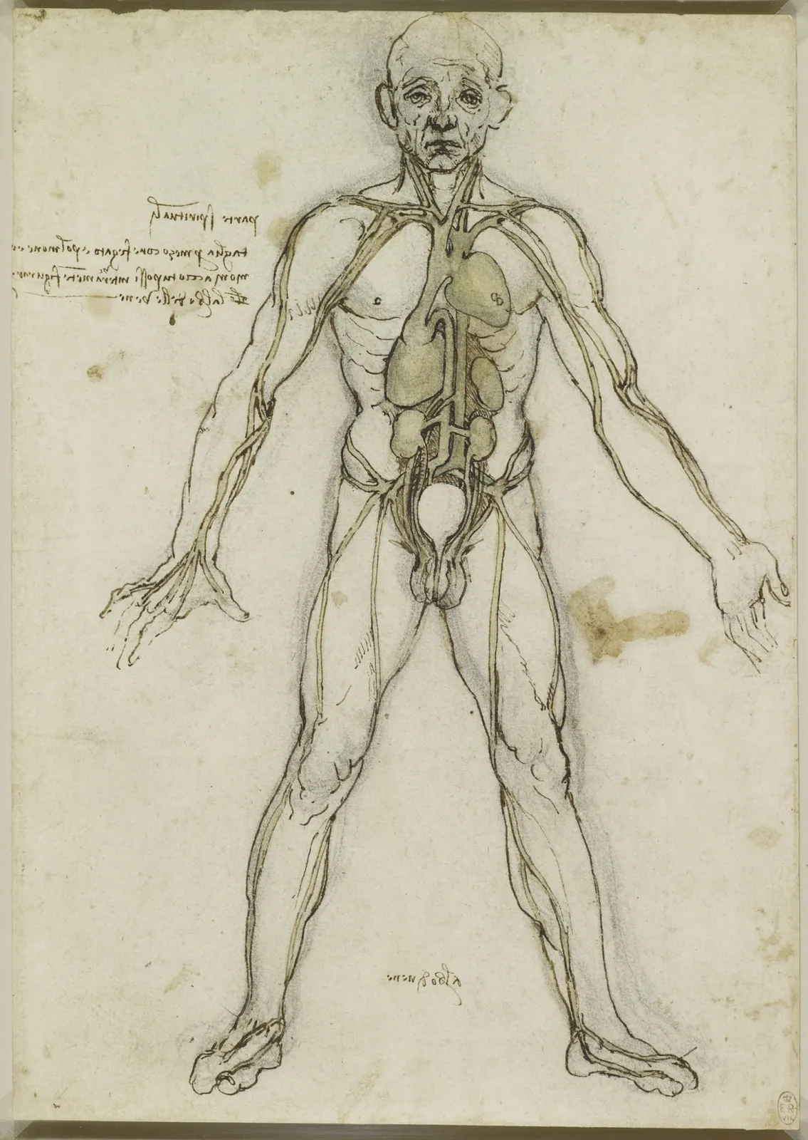 The 'Tree of the Vessels'. Anatomical Figure showing the Heart, Liver, Kidneys and Main Blood Vessels, Leonardo da Vinci
