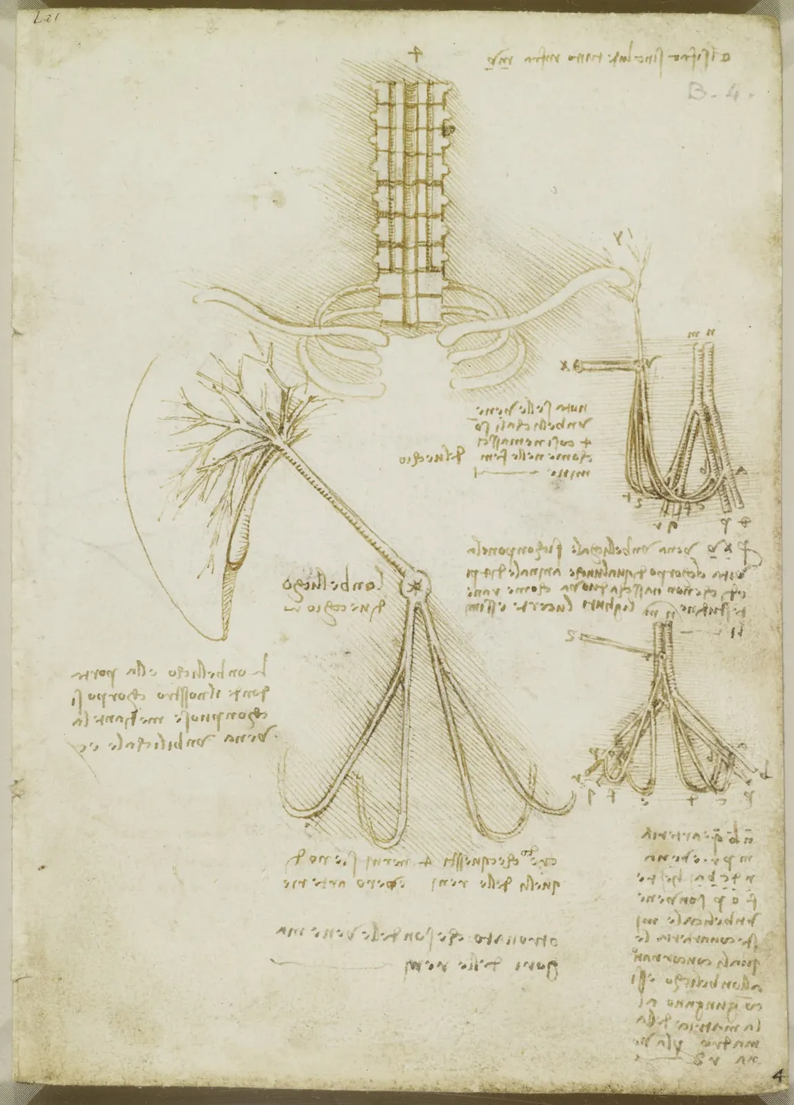 Artère ombilicale chez le fœtus d'un veau (en haut à droite), un enfant (en bas à droite) et un vieil homme (au centre), Léonard de Vinci