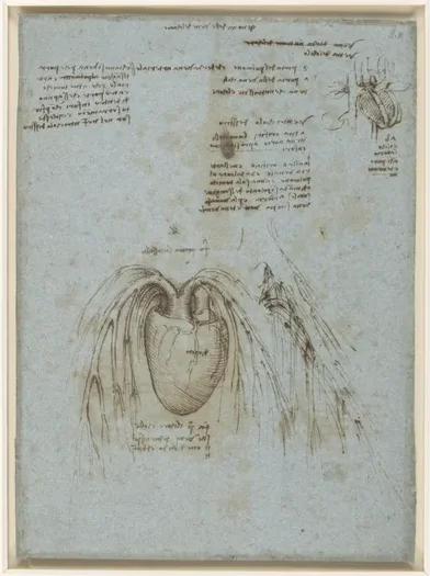 Anatomical Deawing of the Heart and its Blood Vessels