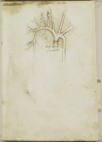 Anatomical Drawing of the Aortic Arch