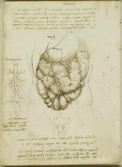 Anatomical drawing of the Liver, Stomach, Spleen and Large Intestine