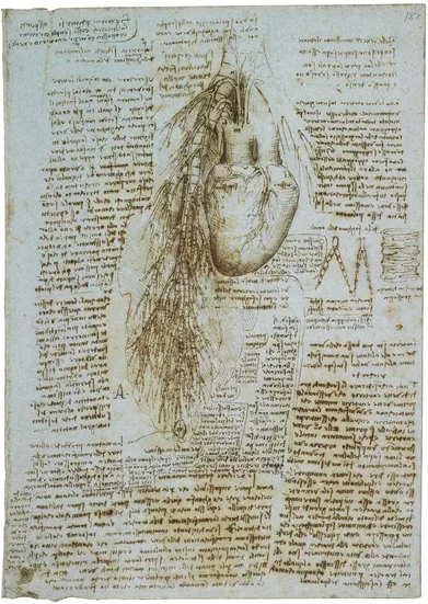 Dessin anatomique des poumons et du cœur (d'un bœuf)