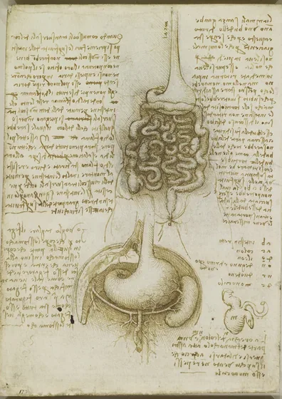 Anatomical Drawing of the Stomach and Intestines
