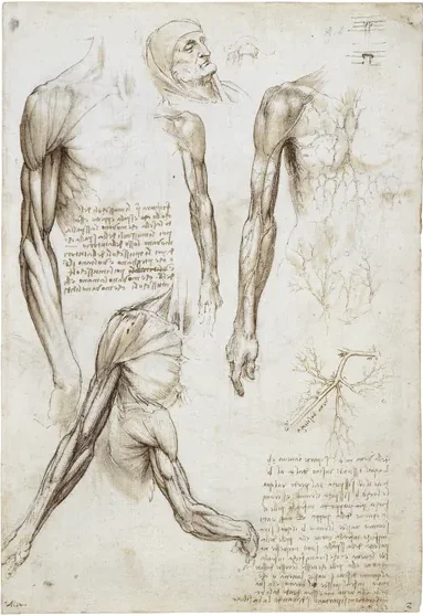 Anatomical Drawings of the Muscles and Veins of the Arm and Chest, and the Head of an Old Man