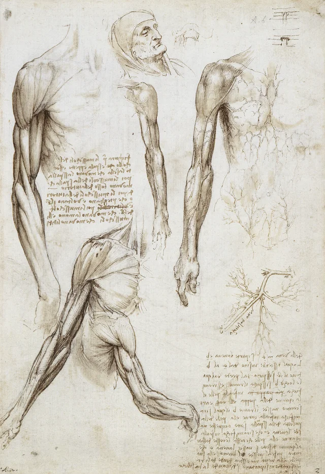Desenhos anatômicos dos músculos e das veias do braço e do peito, e cabeça de um velho, Leonardo da Vinci