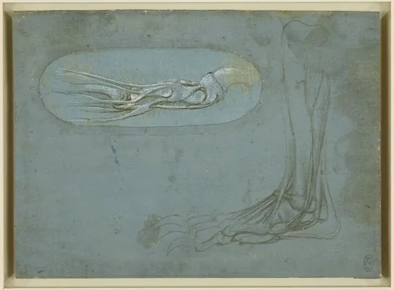 Études anatomiques d'une patte d'ours