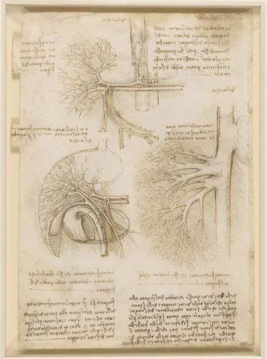 Anatomical Studies of the Blood Supply to the Liver