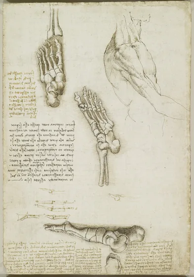 Études anatomiques des os du pied et étude de l'épaule