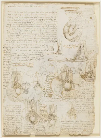 Études anatomiques du fœtus en développement