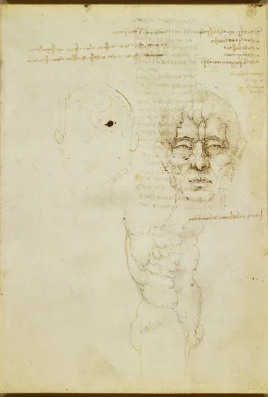 Études anatomiques des nerfs faciaux